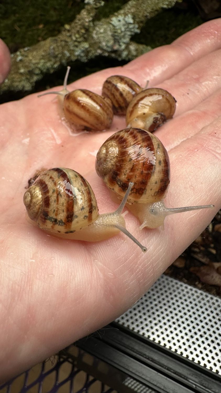 Fünf gestreifte Schnecken auf einer Handfläche