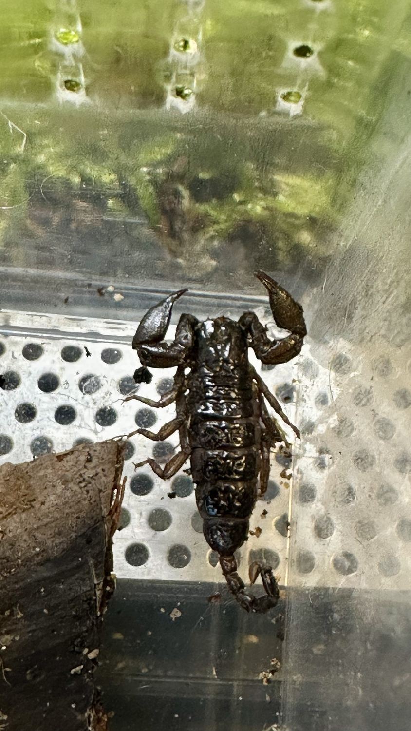 Kleiner dunkler Skorpion an der perforierten Wand einer Kunststoffbox