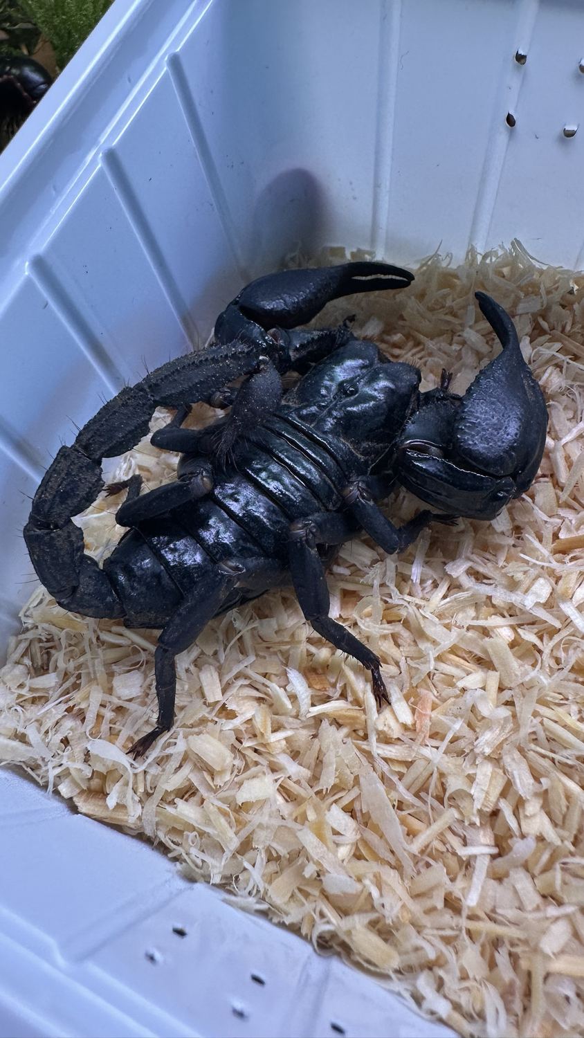 Großer schwarzer Skorpion mit kräftigen Scheren auf hellem Substrat