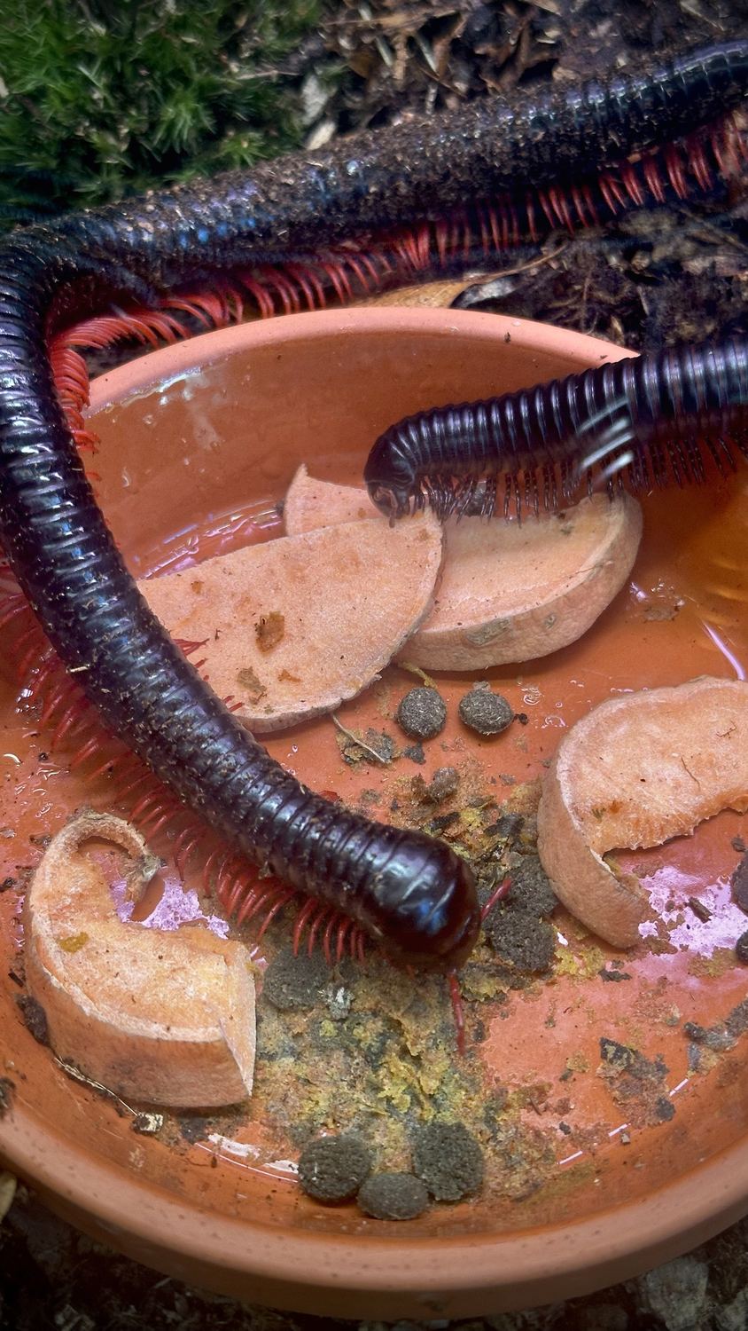 Dunkle Tausendfüßer mit roten Beinen an einer Schale mit Süßkartoffelscheiben