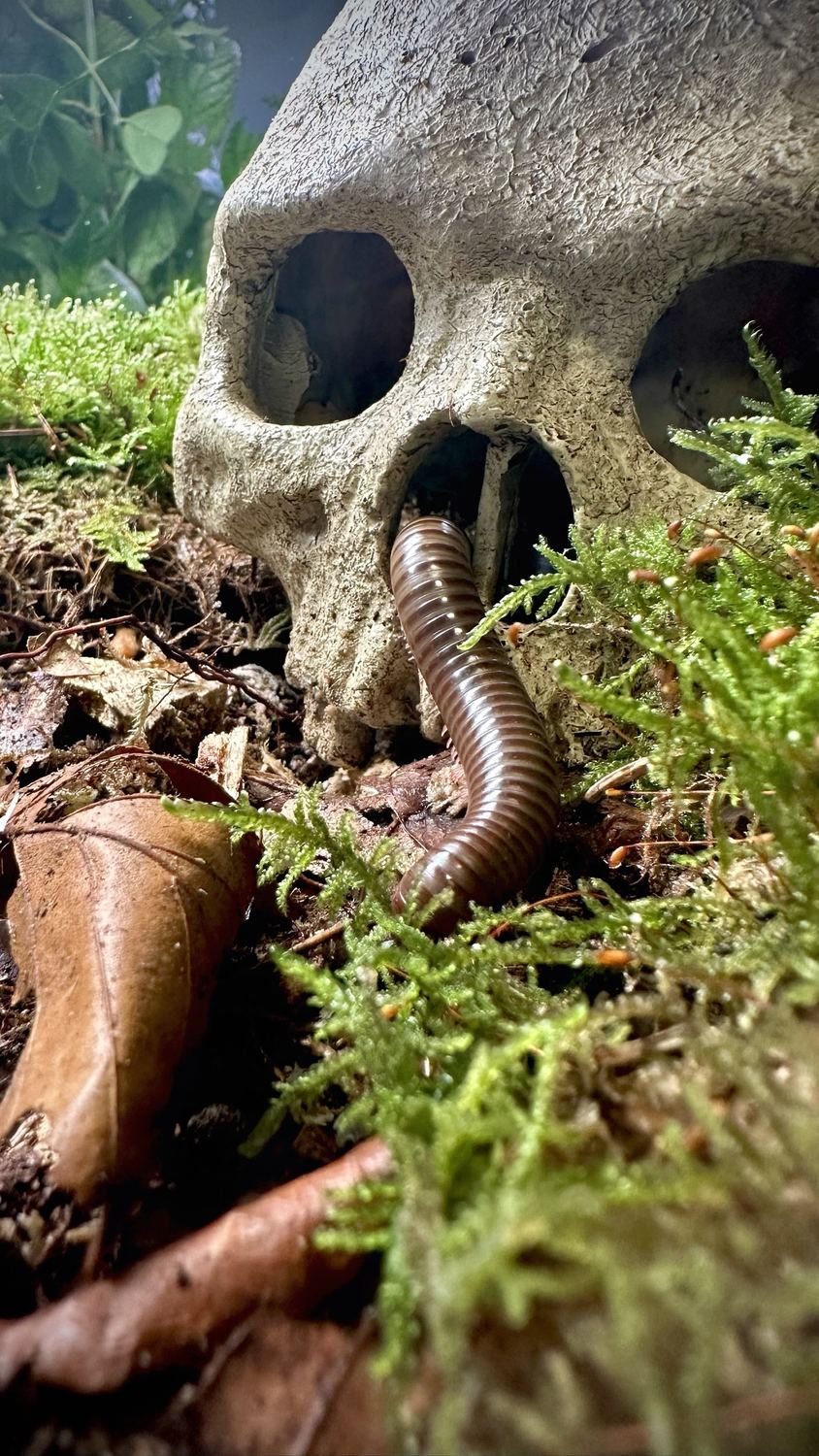 Tausendfüßer kriecht zwischen Moos aus einem Schädel-Versteck im Terrarium