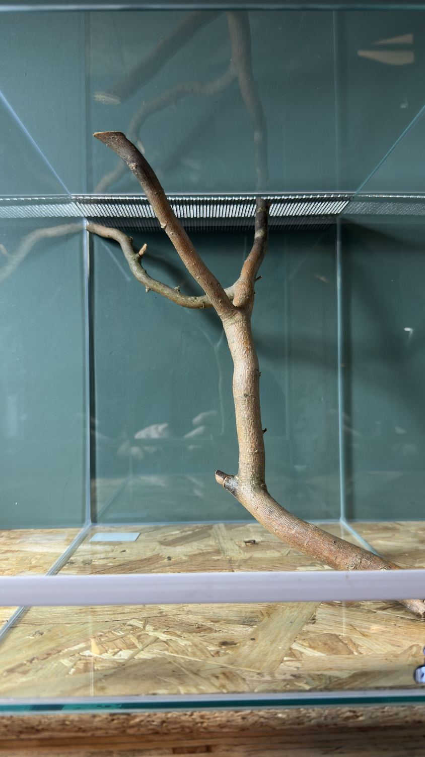Leeres Glasterrarium mit einem verzweigten Ast, der probeweise eingestellt ist