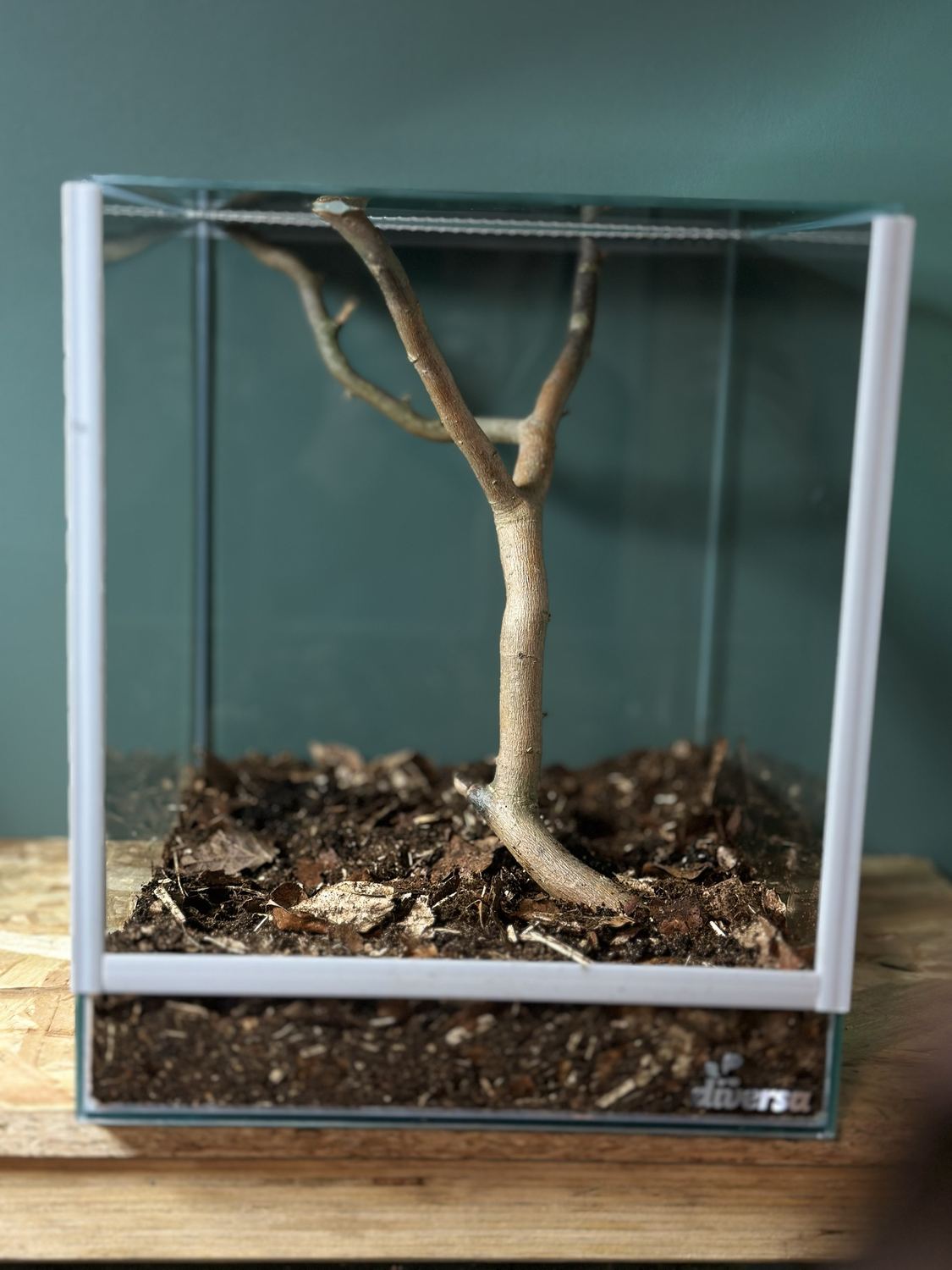 Terrarium mit eingefülltem Substrat und Laub, der Ast steht fest eingegraben