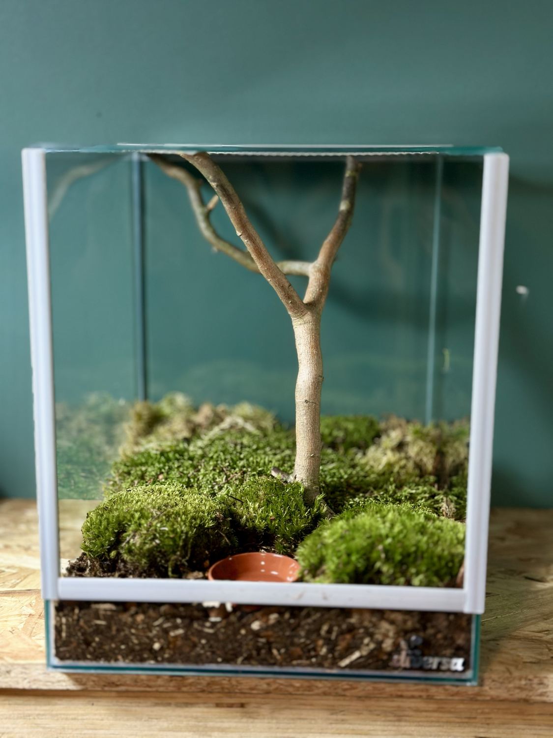 Terrarium mit grünen Moospolstern rund um den eingesetzten Ast