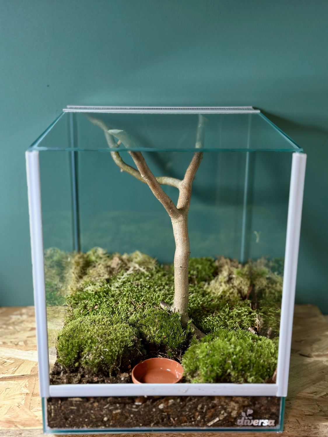 Fertig eingerichtetes Terrarium mit Ast, Moospolstern und Wasserschale