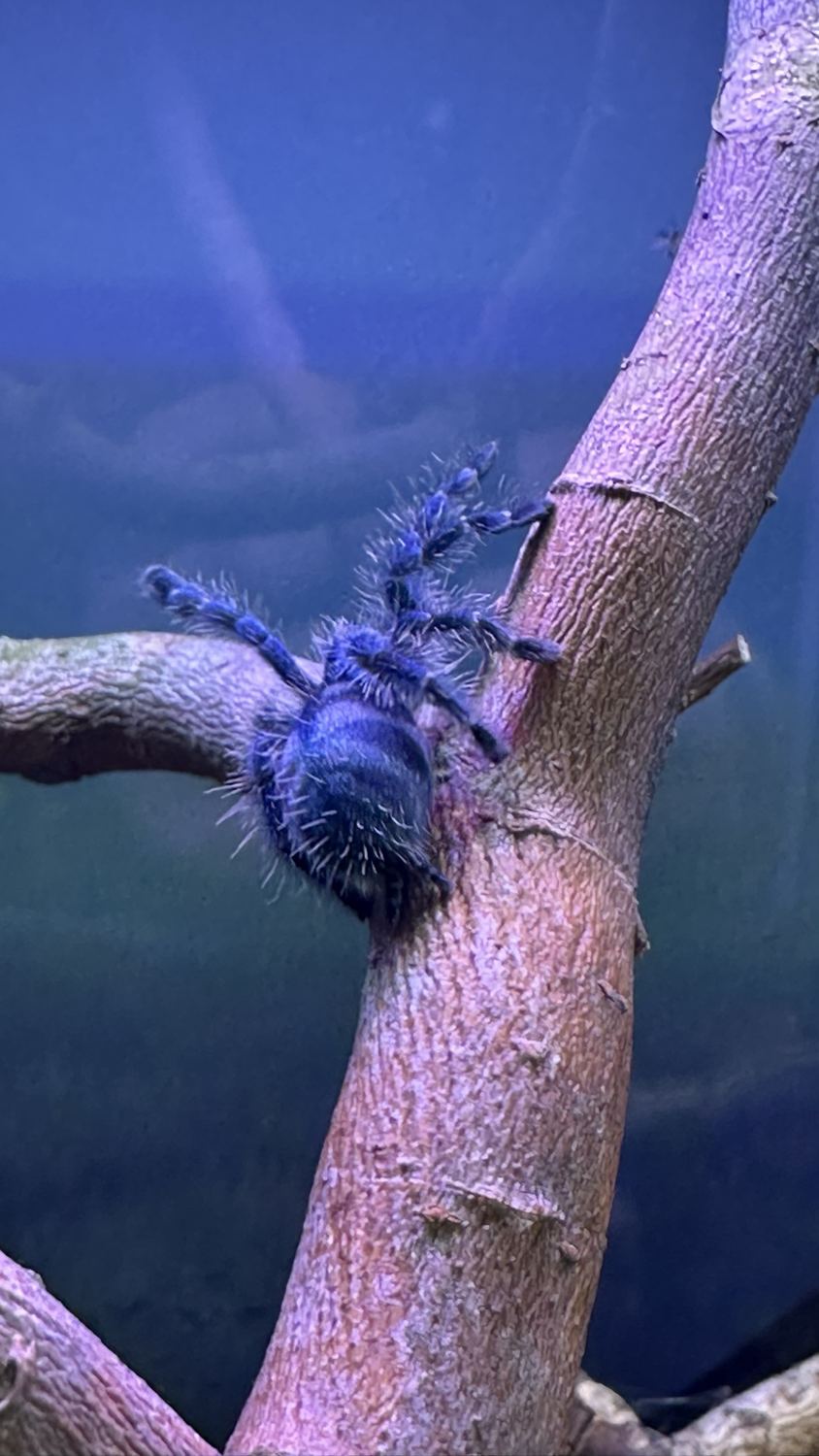 Blau behaarte junge Vogelspinne auf einem Ast im Terrarium
