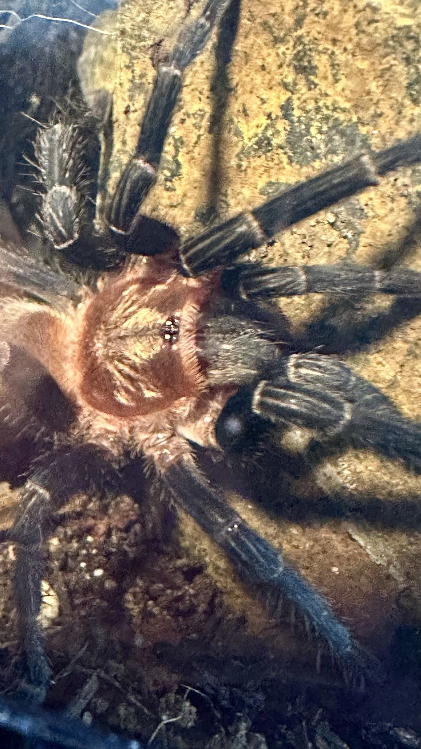 Nahaufnahme des Vorderkörpers einer Vogelspinne mit Augengruppe
