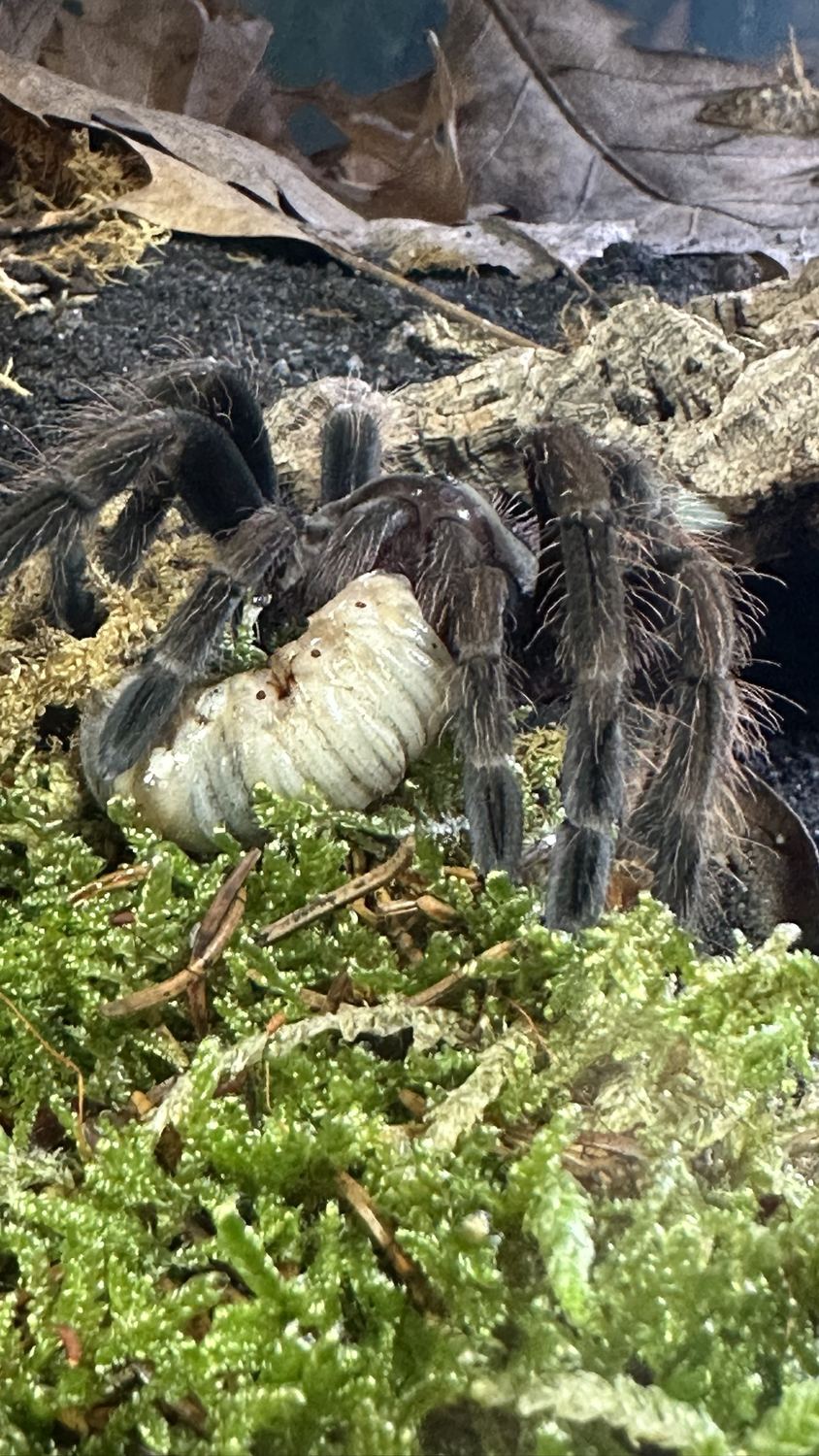 Vogelspinne verarbeitet eine helle Futterlarve auf Moos
