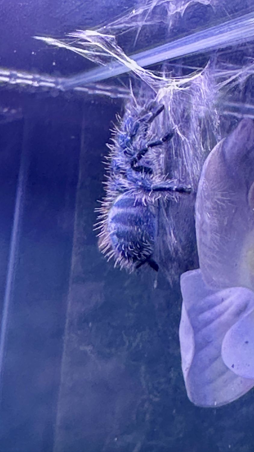 Junge Vogelspinne hängt im Gespinst an der Oberseite einer Aufzuchtbox