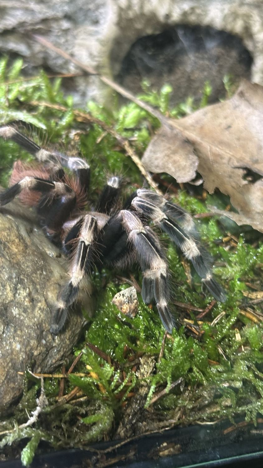 Große Vogelspinne mit hell geringelten Beinen auf grünem Moos