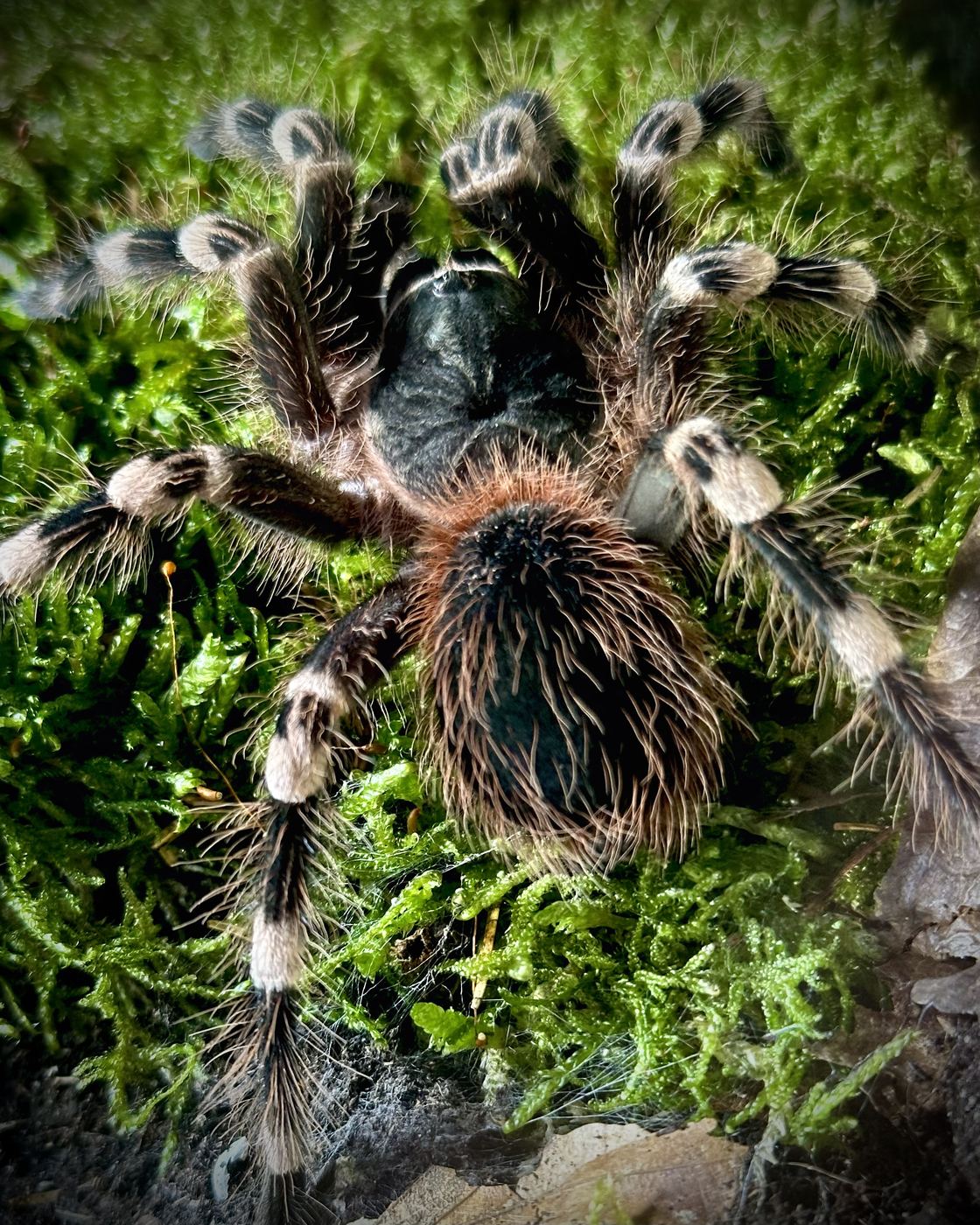 Acanthoscurria geniculata mit weiß gebänderten Beinen, von oben auf grünem Moos fotografiert