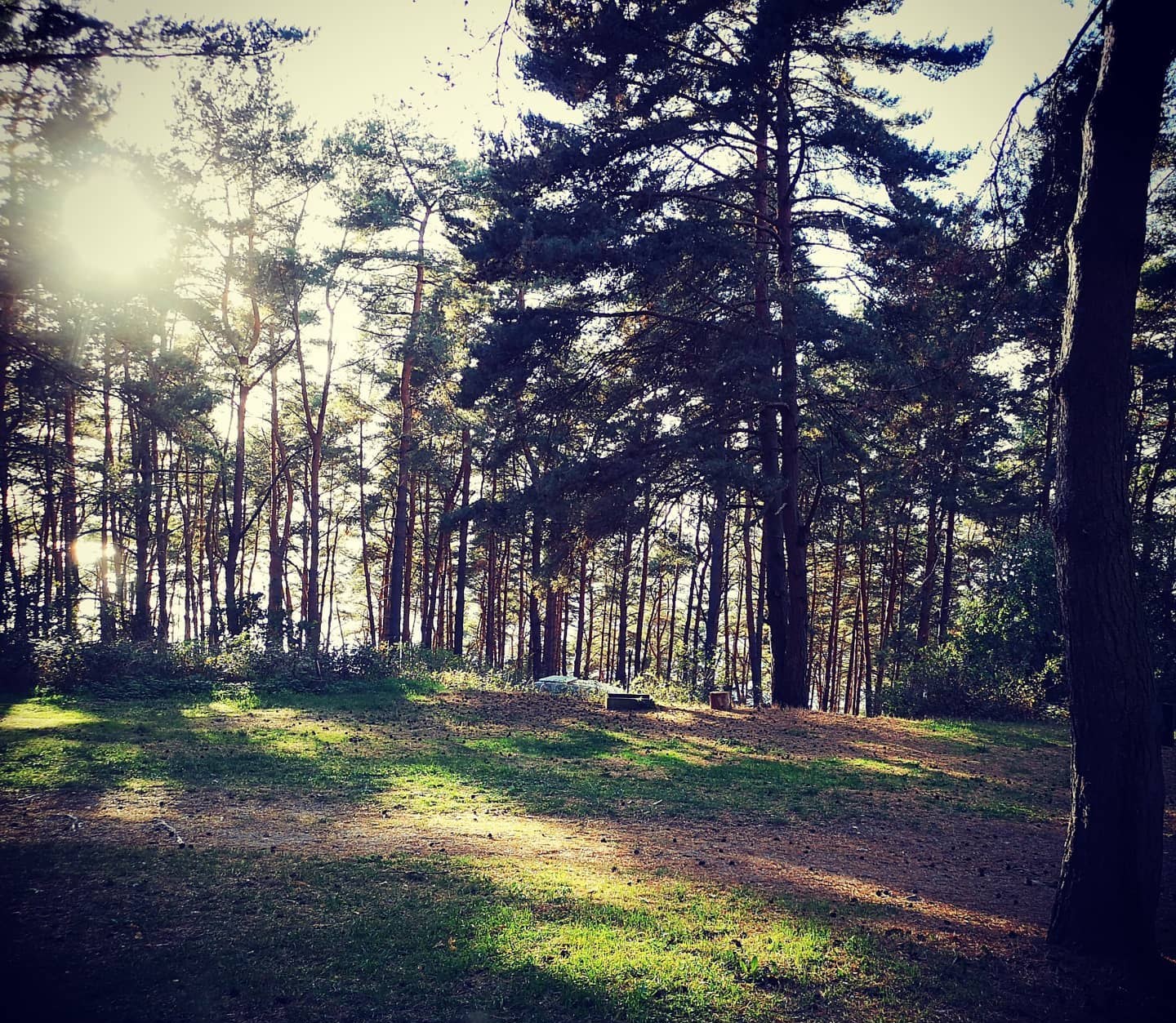 Kiefernwald im Gegenlicht, Sonne auf der Wiese