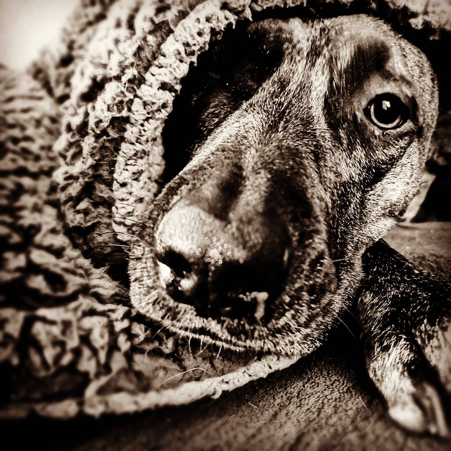 Hund eingekuschelt in eine Strickdecke, in Sepia
