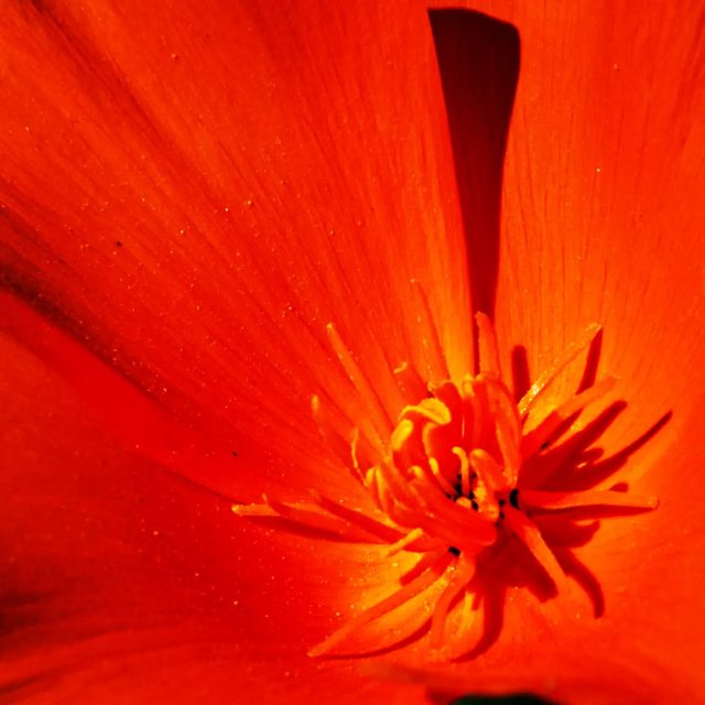 Rote Mohnblüte von innen, ganz nah fotografiert