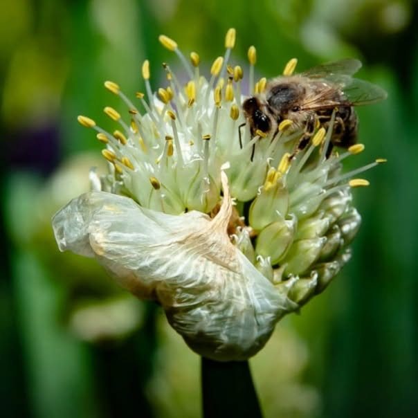Biene auf einer aufbrechenden Lauchblüte