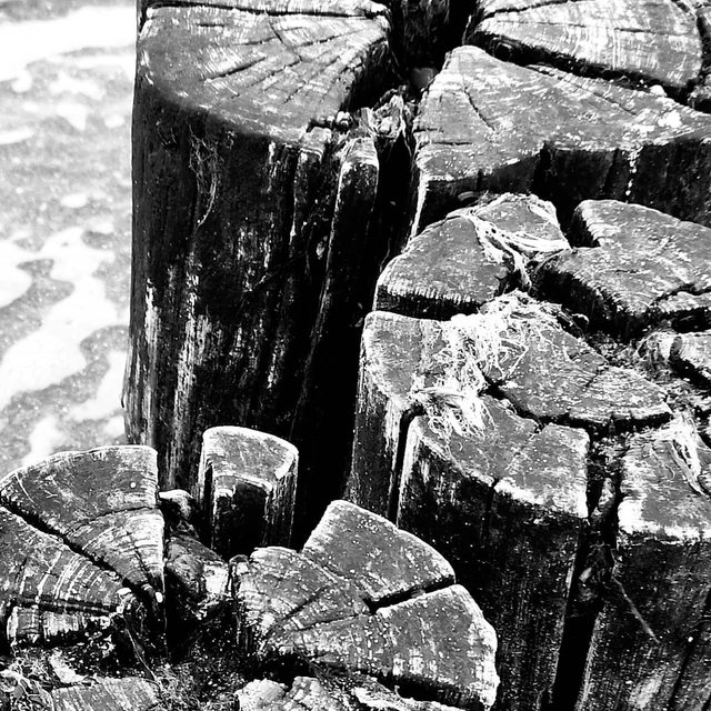 Gesplitterte Holzpfähle, kontrastreich in Schwarz-Weiß