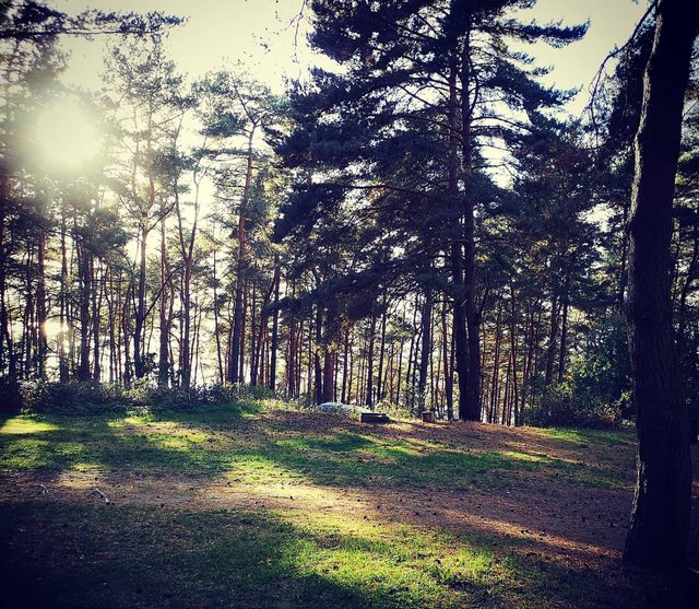 Kiefernwald im Gegenlicht, Sonne auf der Wiese