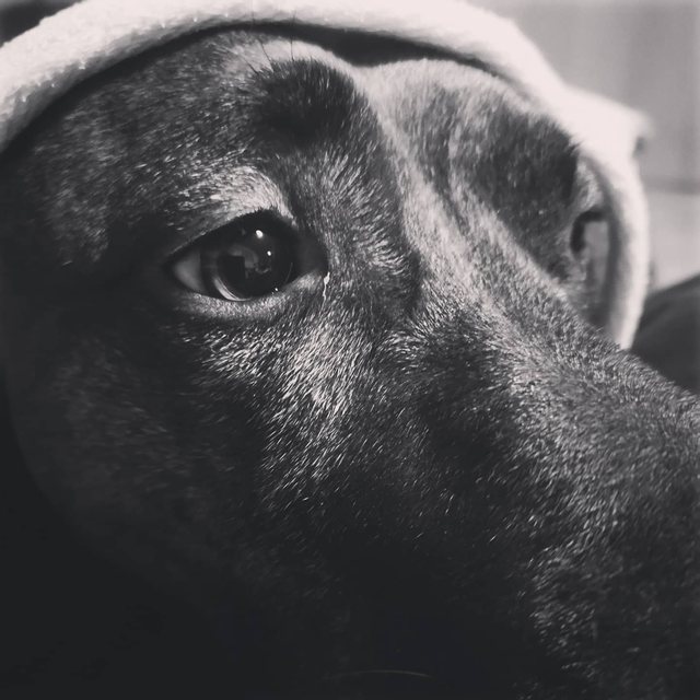 Hund unter einer Decke mit nachdenklichem Blick, Schwarz-Weiß