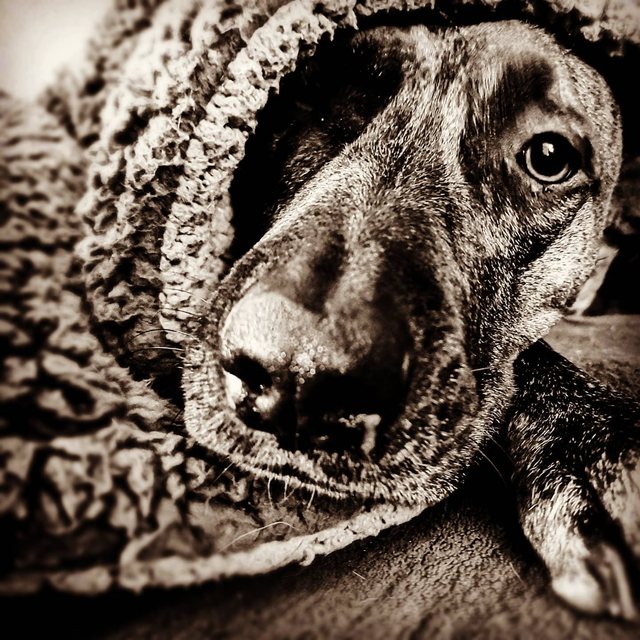 Hund eingekuschelt in eine Strickdecke, in Sepia