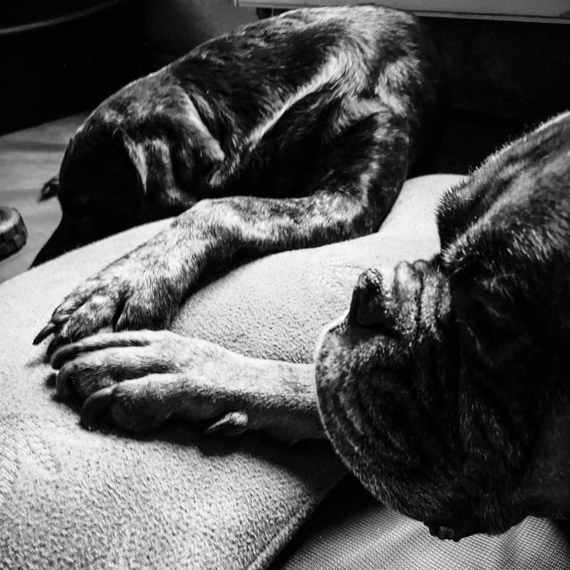 Zwei Hunde aneinandergekuschelt, Schwarz-Weiß