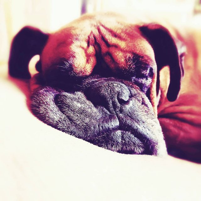 Boxer schläft auf einer Decke