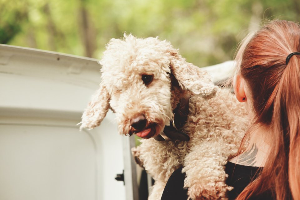 Ein lockiger Hund schaut Lou über die Schulter