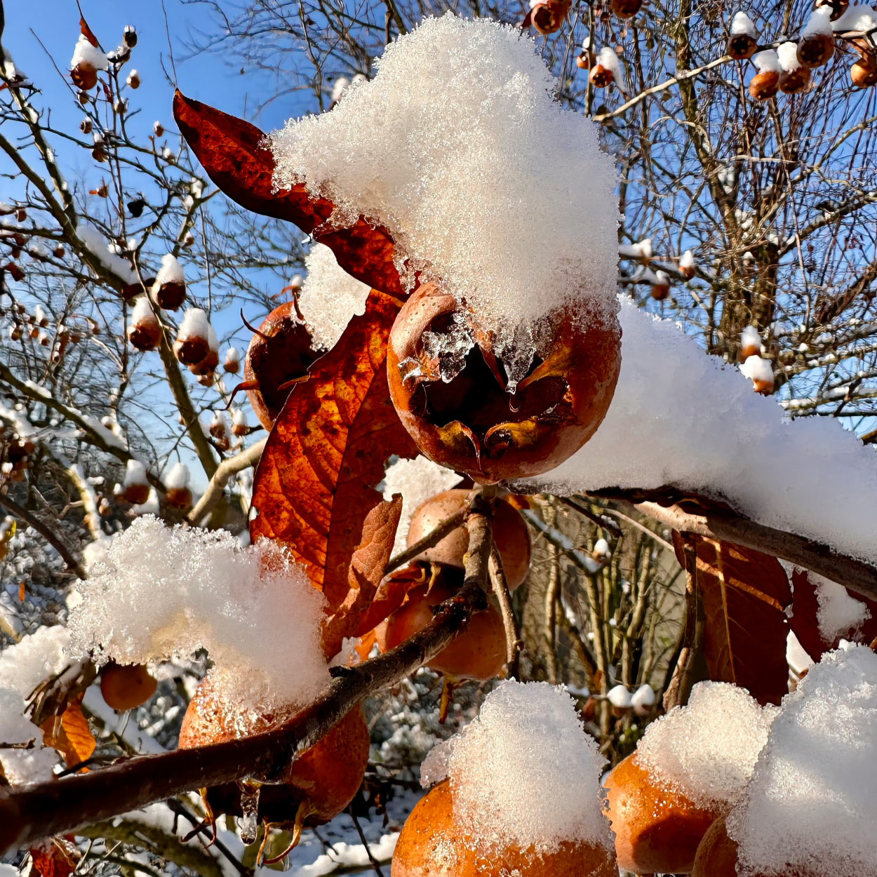 Mispeln im Schnee, Gartenfoto